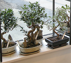 bonsai butik p lekistevej 63 i Vanlse, Kbenhavn