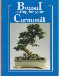 bonsai bog; Caring for Carmona
