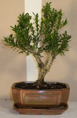 bonsai buxus harlandii