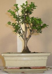 bonsai ilex crenata