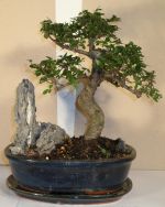 bonsai zelkova serrata