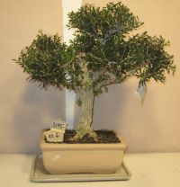buxus bonsai