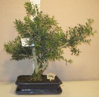 Buxus bonsai