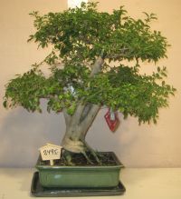 Japansk Liguster bonsai