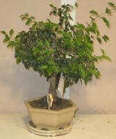 bonsai liguster