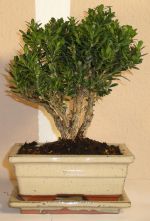 bonsai Buxus harlandii