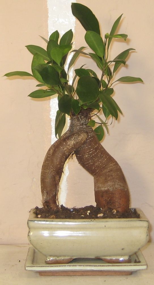 - Ficus microcarpa bonsai