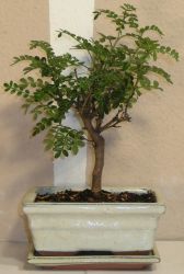 bonsai zanthoxylum