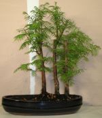 bonsai dawn redwood