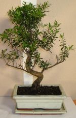 bonsai syzygium