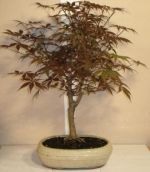 acer palmatum bonsai