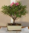 bonsaitræ azalea