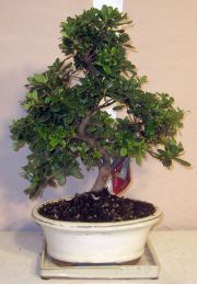 bonsai azalea
