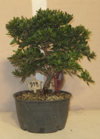 bonsai azalea rhododendron