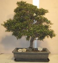 bonsai azalea pink blomster
