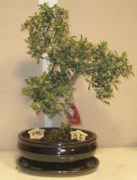 bonsai buxus