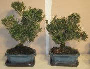 buxus bonsai