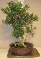 bonsai buxus