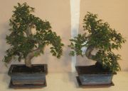 zelkova elm bonsai