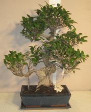 ficus retusa bonsai