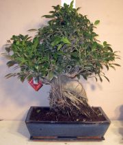 ficus retusa bonsai