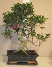 ficus retusa bonsai