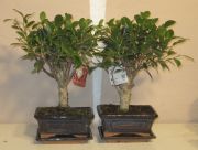 ficus bonsai