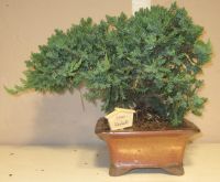 bonsai enebr