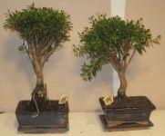 myrte bonsai