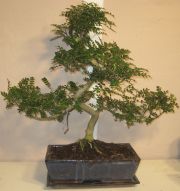 Kinesisk Peber bonsai zanthoxylum piperitum