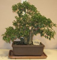 bonsai ligustrum