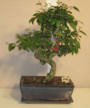 ligustrum sinensis bonsai