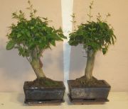 ligustrum sinensis bonsai