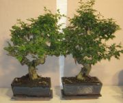 ligustrum sinensis bonsai