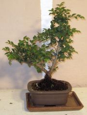 bonsai ulmus