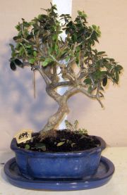 bonsai oliven