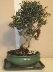 bonsai vild oliven wild olive