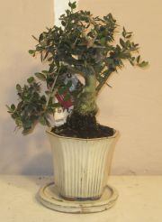 bonsai vild oliven wild olive