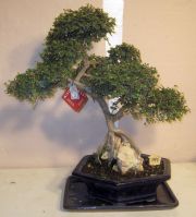 bonsai zelkova