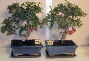 zelkova elm bonsai